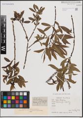 Foto von Salix fragilis L.